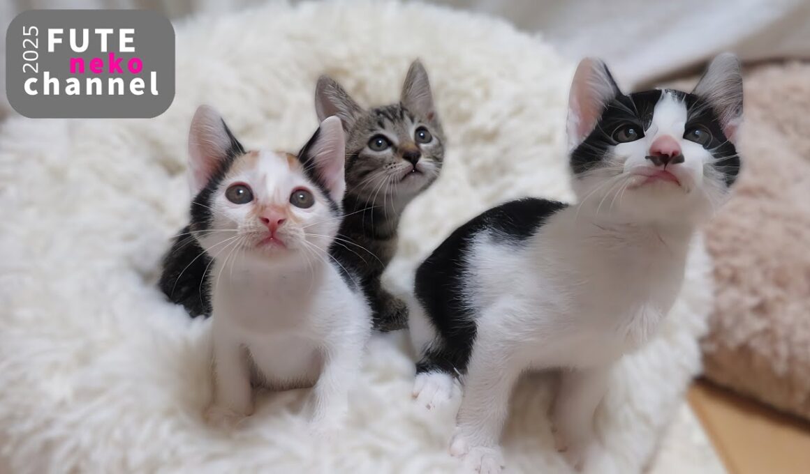 子猫に素敵なお話がありました【保護子猫】