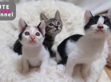 子猫に素敵なお話がありました【保護子猫】