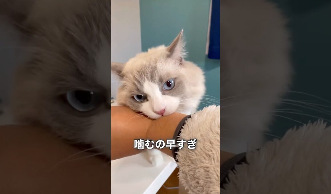 秒で噛むラグドール まお#猫 #cat #ragdolls #ねこ #癒し