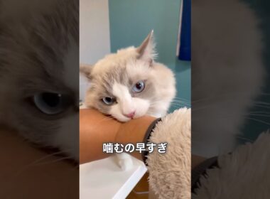 秒で噛むラグドール まお#猫 #cat #ragdolls #ねこ #癒し