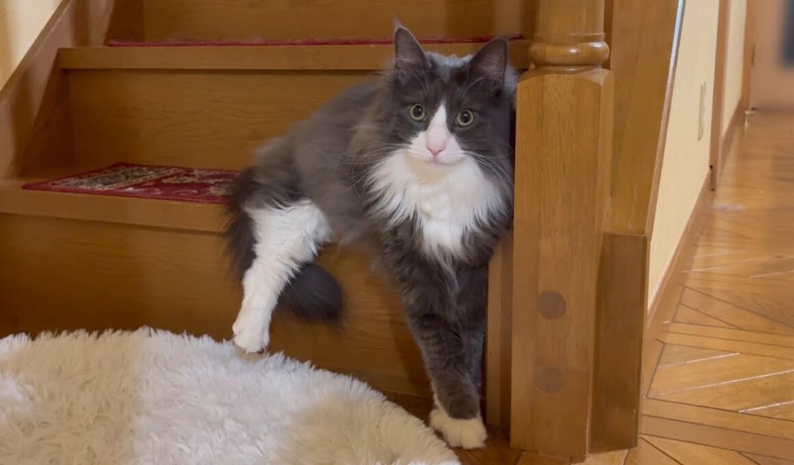 【何ポーズ⁇】ターキッシュアンゴラ、アルのヤンチャな日常www