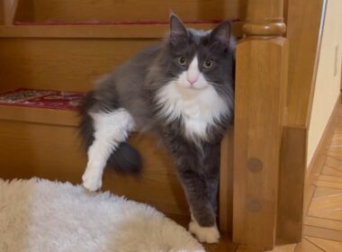 【何ポーズ⁇】ターキッシュアンゴラ、アルのヤンチャな日常www