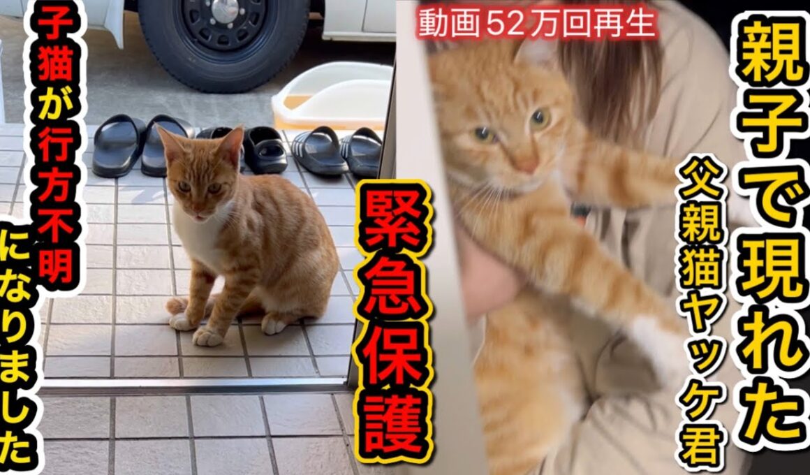 子猫が行方不明に！父猫を緊急保護しました！