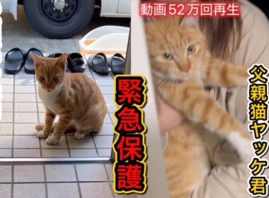 子猫が行方不明に！父猫を緊急保護しました！