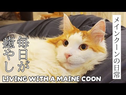 メインクーンと暮らす家族の日常│クリスマスと仕事納め