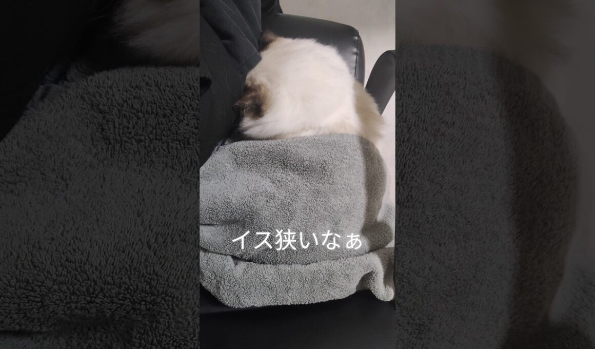 一緒に座りたがり🤦🏻‍♀️💘 #shorts #ラグドール #子猫 #猫のいる生活 #甘えん坊猫 #ぬいぐるみ猫