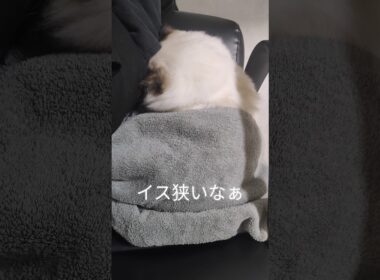 一緒に座りたがり🤦🏻‍♀️💘 #shorts #ラグドール #子猫 #猫のいる生活 #甘えん坊猫 #ぬいぐるみ猫