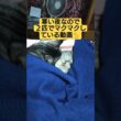 寒い夜なので２匹でマクマクしている動画#cute #cat #ねこ #猫のいる暮らし #いやし #いやしねこ #吹雪 #時雨