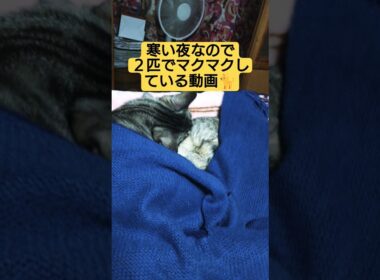 寒い夜なので２匹でマクマクしている動画#cute #cat #ねこ #猫のいる暮らし #いやし #いやしねこ #吹雪 #時雨