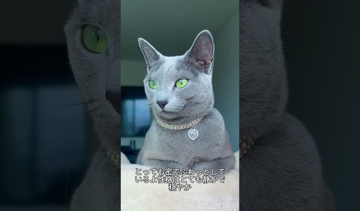 これがロシアンブルー！静かで上品な青い宝石猫🐱✨#ロシアンブルー#猫好き #かわいい猫