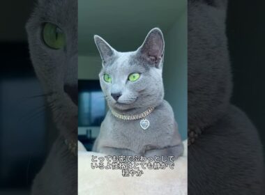 これがロシアンブルー！静かで上品な青い宝石猫🐱✨#ロシアンブルー#猫好き #かわいい猫