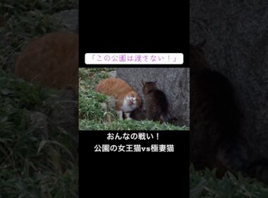 おんなの戦い！公園の女王猫vs極道猫の嫁猫 #cat  #猫  #ねこ  #animal #cute #野良猫 #地域猫 #shorts
