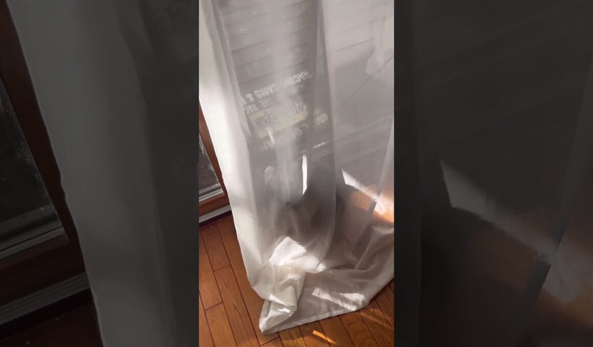 張り込み中 #ねこ動画 #アメリカンカール #かわいい猫