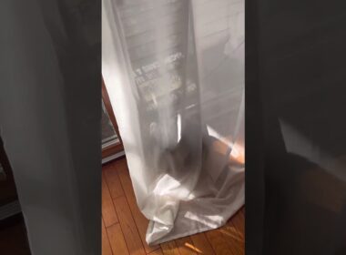 張り込み中 #ねこ動画 #アメリカンカール #かわいい猫