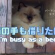 バーマン猫ラフ【猫の手も借りたい】I'm busy as a bee（バーマン猫）Birman/Cat