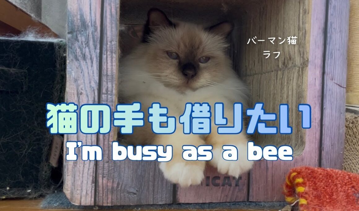バーマン猫ラフ【猫の手も借りたい】I'm busy as a bee（バーマン猫）Birman/Cat