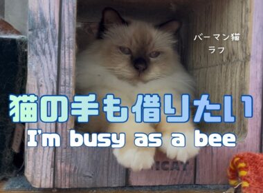 バーマン猫ラフ【猫の手も借りたい】I'm busy as a bee（バーマン猫）Birman/Cat