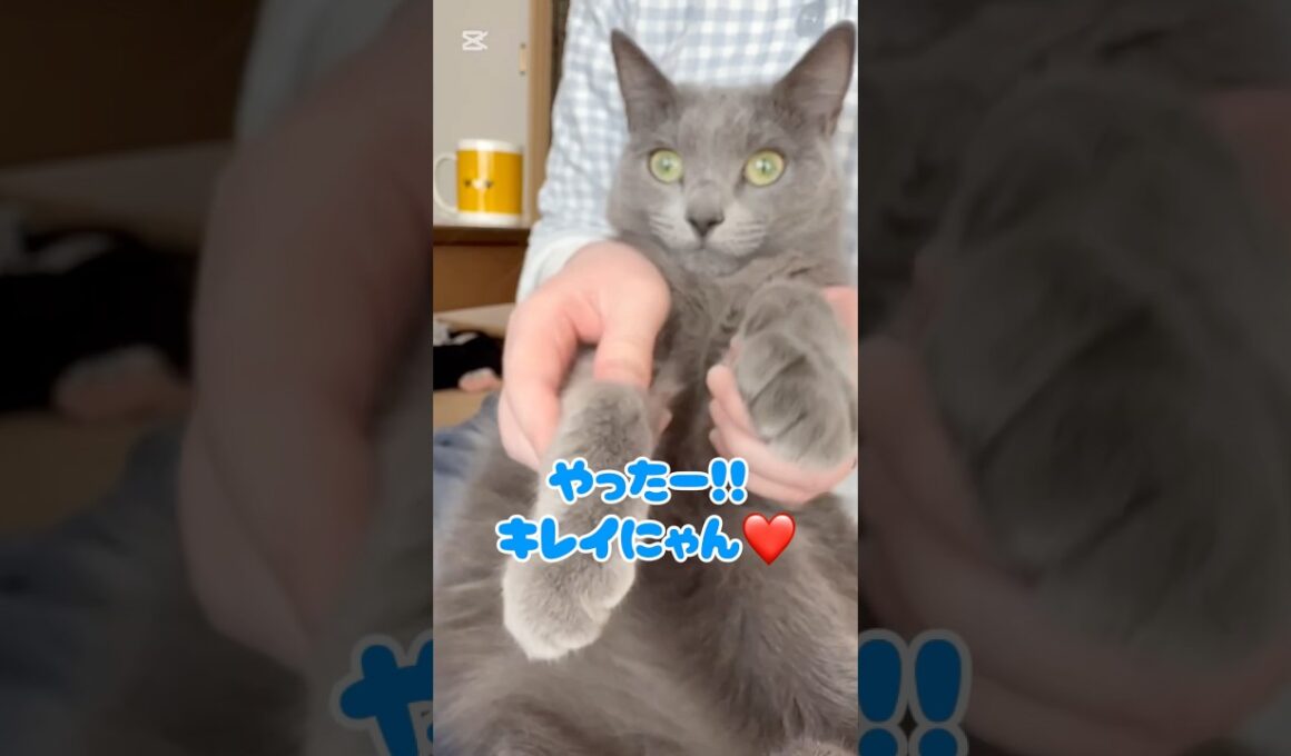 年末だから お毛毛も大掃除❤️ #猫 #ロシアンブルー #猫のいる暮らし  #shorts