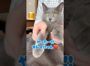 年末だから お毛毛も大掃除❤️ #猫 #ロシアンブルー #猫のいる暮らし  #shorts