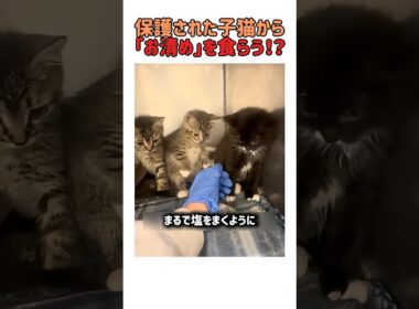 【ブチギレ】保護された子猫に手を差し出した結果...まさかの「お清め」を喰らう！？　#猫のいる暮らし #猫好きさんと繋がりたい #面白集 #保護猫 #猫 #子猫 #癒し