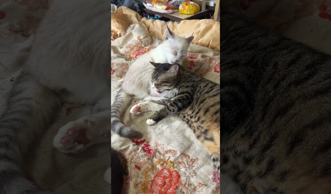 キジシロのルル、シャムの子ネコ雫の足の裏をナメナメ。臭くないか