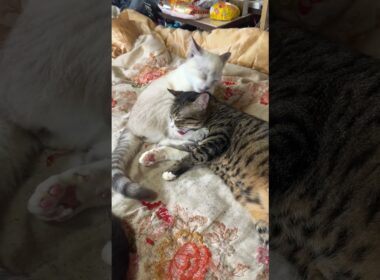 キジシロのルル、シャムの子ネコ雫の足の裏をナメナメ。臭くないか