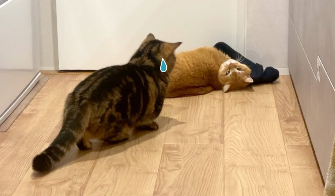 兄猫の奇行を目撃してしまった弟猫