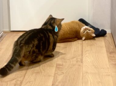 兄猫の奇行を目撃してしまった弟猫