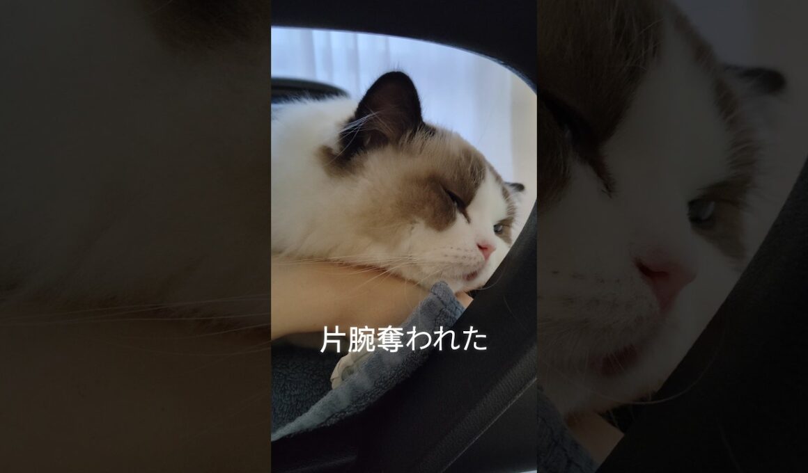 今残りの右手だけで打ってる👆️ #shorts #ラグドール #子猫 #猫のいる生活 #甘えん坊猫 #ぬいぐるみ猫