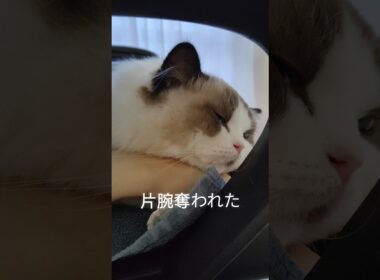 今残りの右手だけで打ってる👆️ #shorts #ラグドール #子猫 #猫のいる生活 #甘えん坊猫 #ぬいぐるみ猫