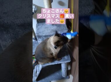 クリスマス🎁鳥のおもちゃで遊ぶちょこさん😺 #シャム猫 #たぬき猫 #ねこのいる生活