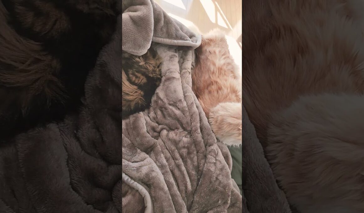 冬の朝【メインクーン】