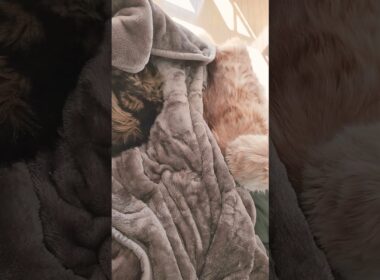 冬の朝【メインクーン】