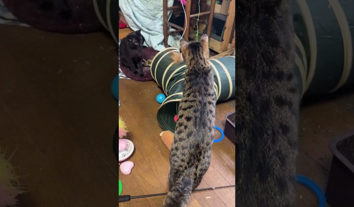 ネコトンネルに入り込むシャムの子ねこパンダ。ネコジャラシしたら、みんな、集まり、遊びだしｗ