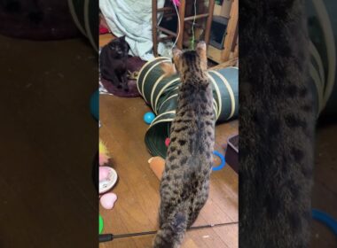ネコトンネルに入り込むシャムの子ねこパンダ。ネコジャラシしたら、みんな、集まり、遊びだしｗ