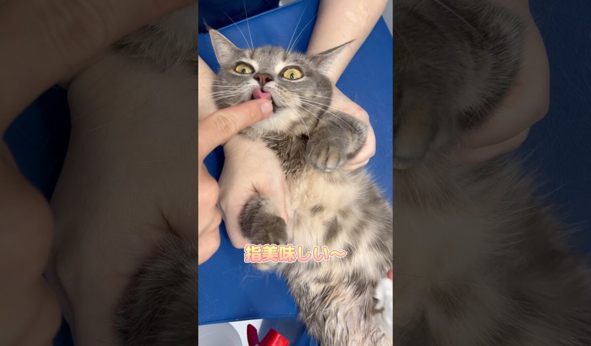 エコー後のお腹ふきふきタイムのマンチカン