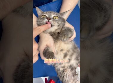 エコー後のお腹ふきふきタイムのマンチカン