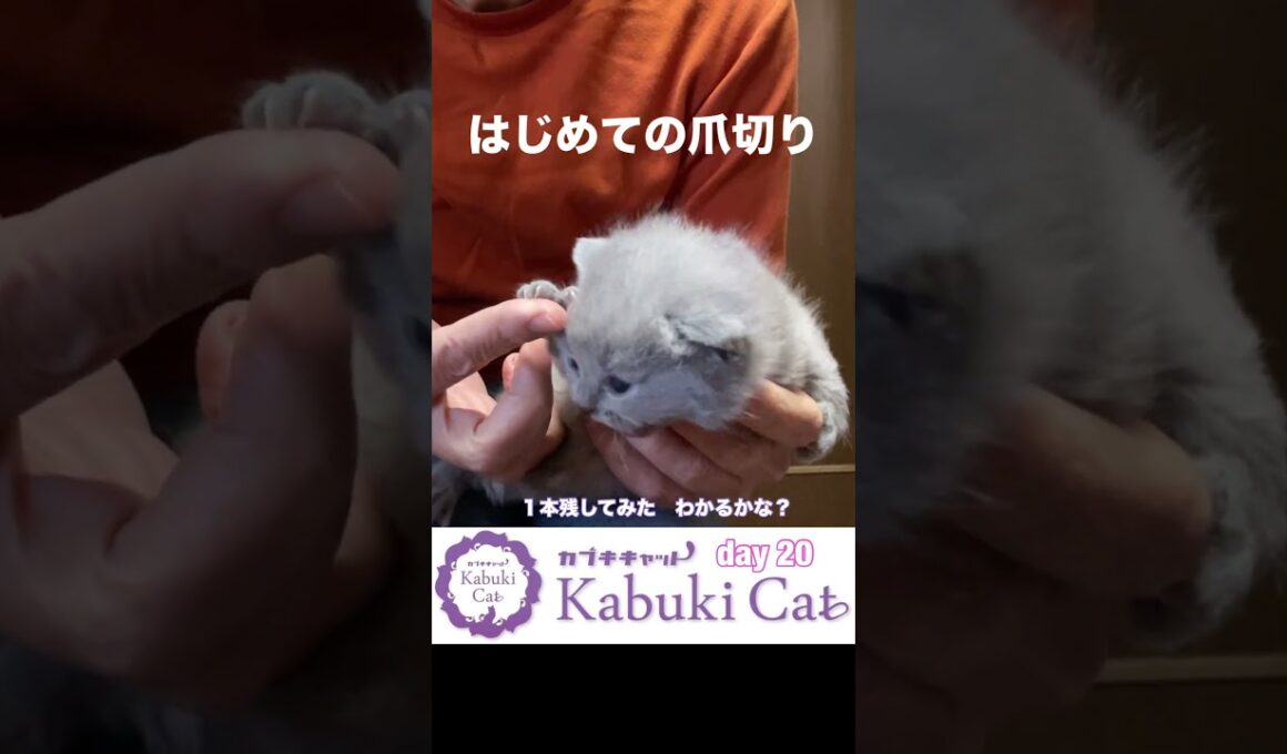 お手入れはじめ【シャルトリューとブリティッシュの子猫】生後20日 #ブリティッシュショートヘア #シャルトリュー  #子猫
