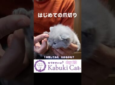 お手入れはじめ【シャルトリューとブリティッシュの子猫】生後20日 #ブリティッシュショートヘア #シャルトリュー  #子猫