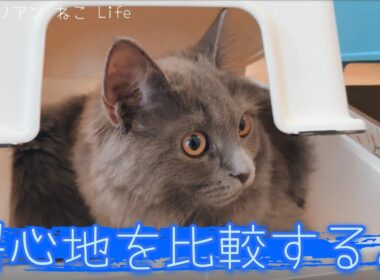 【サイベリアン子猫】選ぶねこ