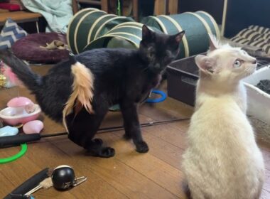 ネコトンネルの中で、何かで遊ぶシャムのパンダくん