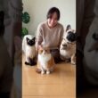 「お腹すいた人？」とマンチカンとシャム猫とフレンチブルドッグに聞いてみると・・ #犬と猫のいる暮らし #おもしろ動画 #fyp