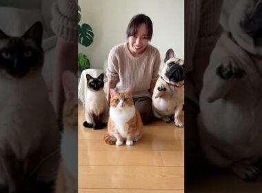 「お腹すいた人？」とマンチカンとシャム猫とフレンチブルドッグに聞いてみると・・ #犬と猫のいる暮らし #おもしろ動画 #fyp