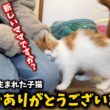 ゴミ屋敷で生まれた子猫が幸せへと旅立ちました