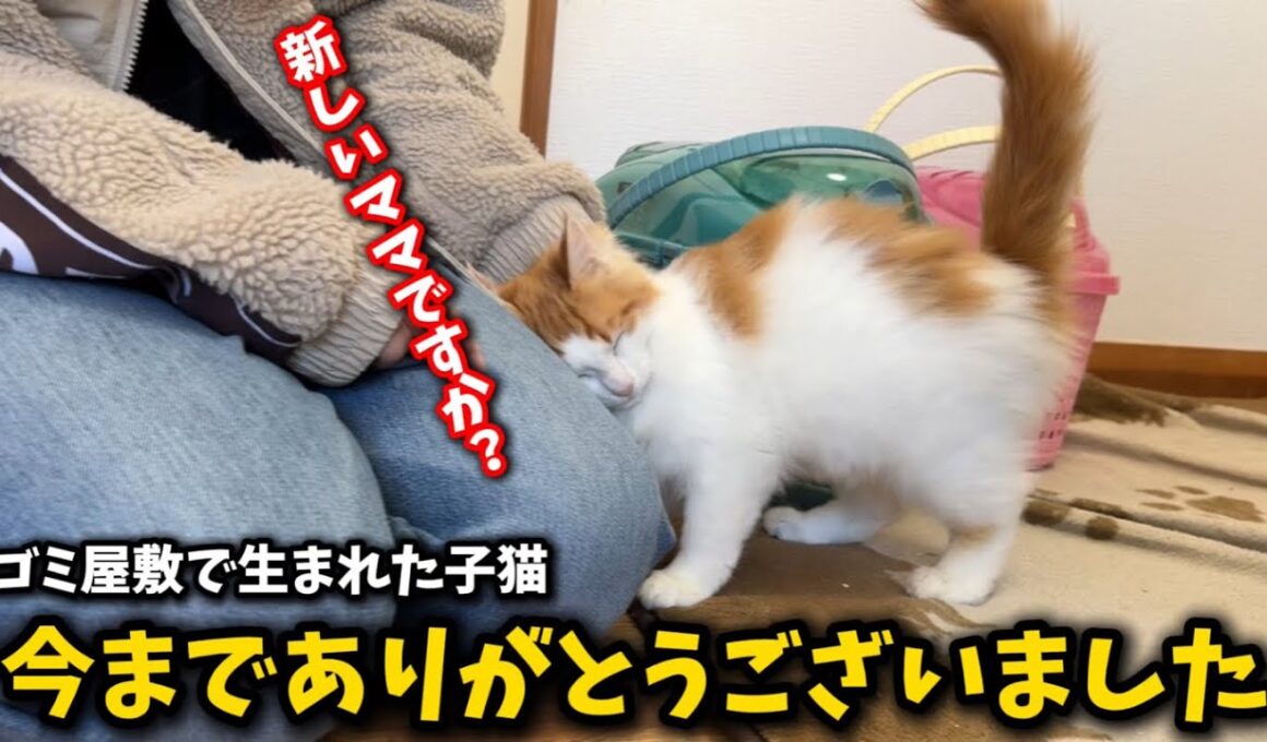 ゴミ屋敷で生まれた子猫が幸せへと旅立ちました