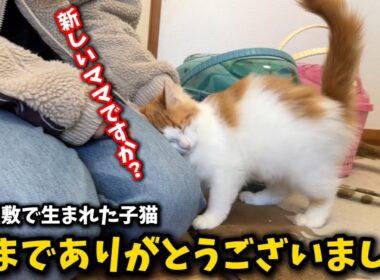 ゴミ屋敷で生まれた子猫が幸せへと旅立ちました