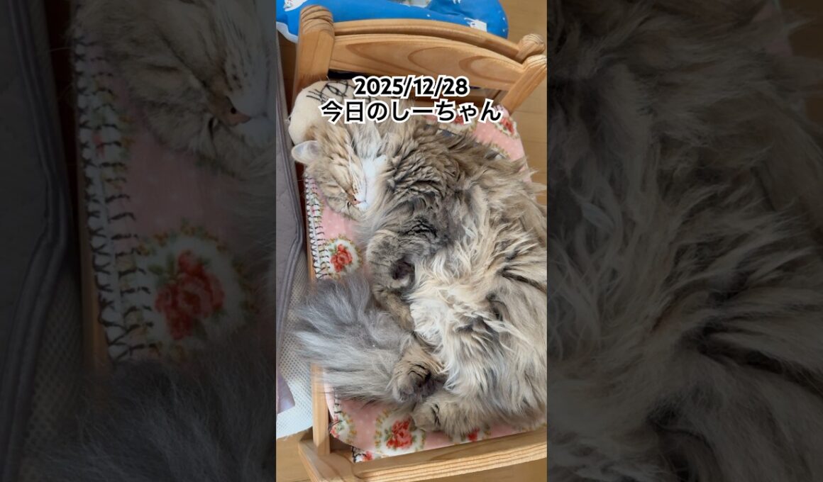 2025/12/28今日のしーちゃん #猫 #ペルシャ #シエル #cat #猫のいる暮らし