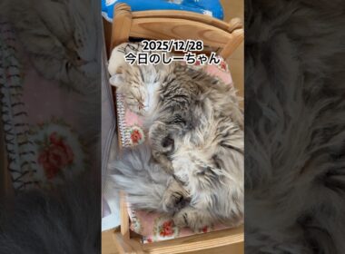 2025/12/28今日のしーちゃん #猫 #ペルシャ #シエル #cat #猫のいる暮らし