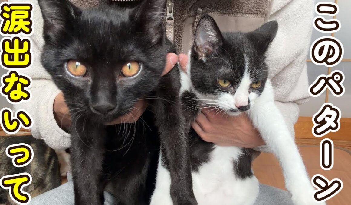 【伝説級の子猫】トライアルに行った子猫がさすがに・・・