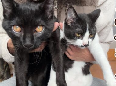 【伝説級の子猫】トライアルに行った子猫がさすがに・・・